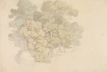 Eine Gruppe von Bäumen